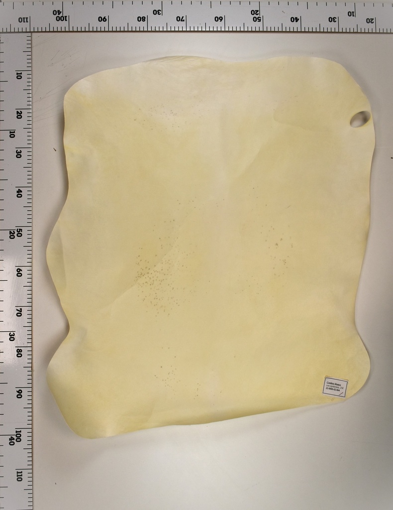 Cordero Blanco 22-0000-02-064