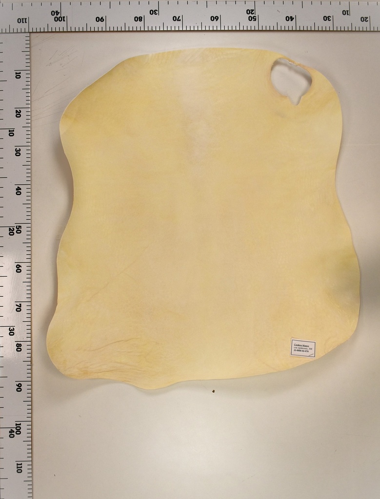 Cordero Blanco 22-0000-02-076