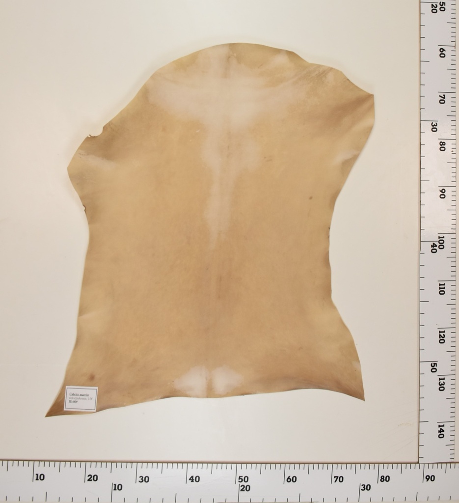 Cabrito Marrón ID009