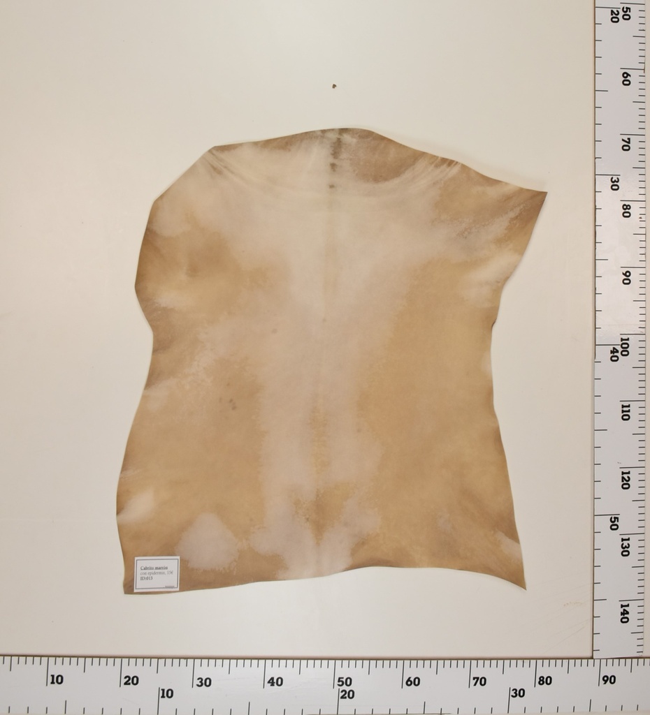 Cabrito Marrón ID013