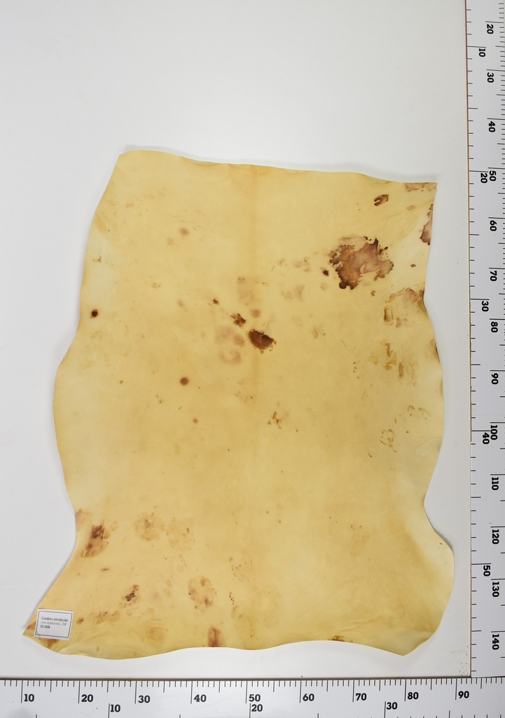 Cordero Envejecido ID008