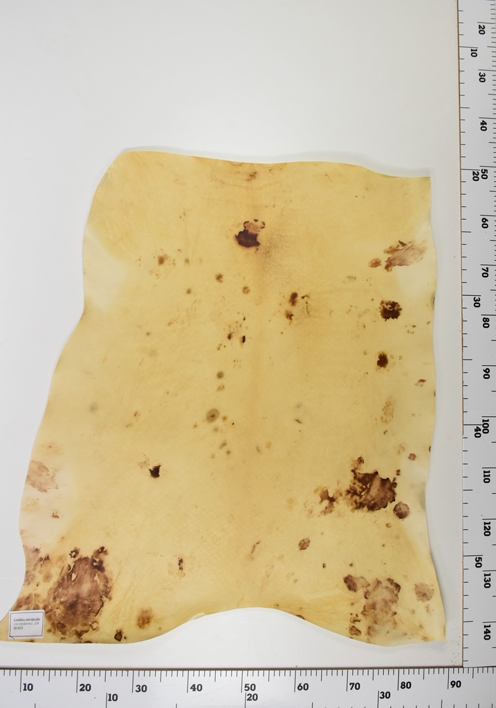 Cordero Envejecido ID013