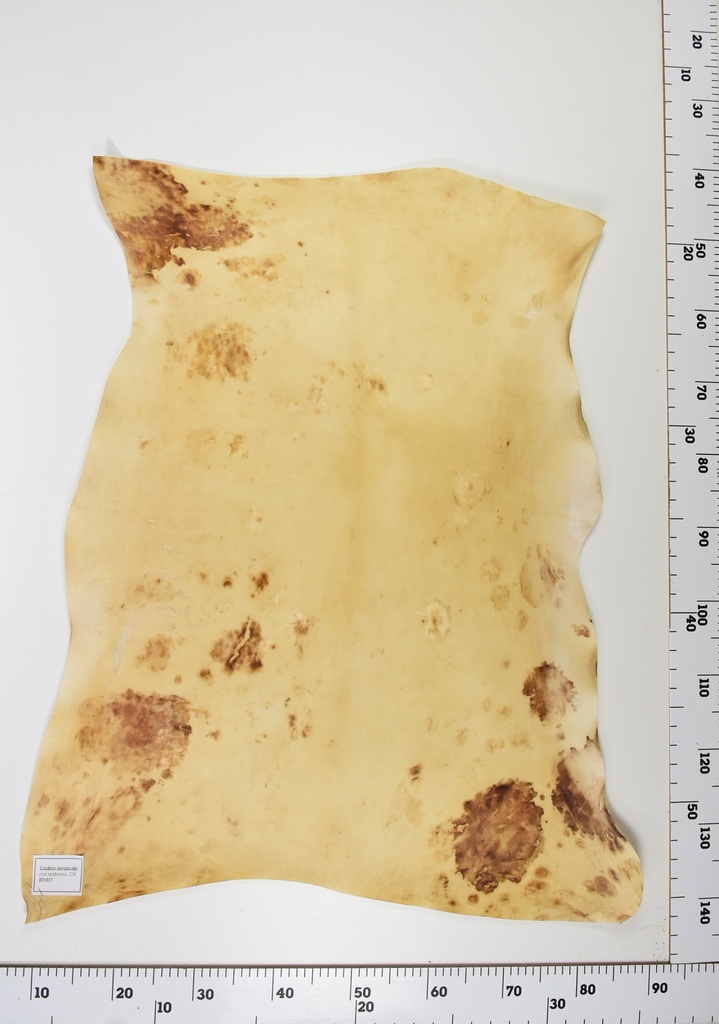 Cordero Envejecido ID018