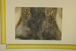 [22-5337-26-017] Formato moteado 53 X 37 2ª ID.017