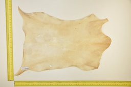 [24-0001-03-019] Piel de cabrito natural ID.019