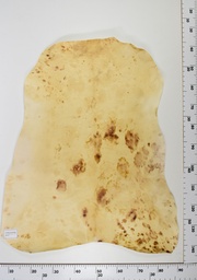 [22-0001-14-011] Cordero Envejecido ID011