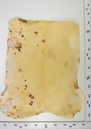 [22-0001-14-021] Cordero Envejecido ID021