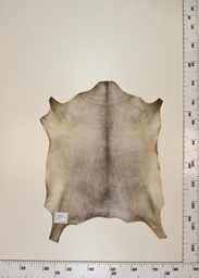 [22-0001-17-007] Cordero Negro ID007