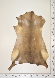 [22-0001-17-013] Cordero Negro ID013