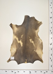 [22-0001-17-016] Cordero Negro ID016