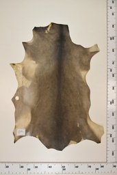 [22-0001-17-024] Cordero Negro ID024