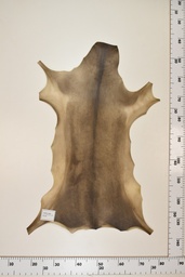 [22-0001-17-039] Cordero Negro ID039