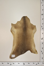 [22-0001-17-045] Cordero Negro ID045