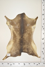 [22-0001-17-052] Cordero Negro ID052