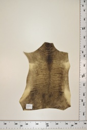 [22-0001-17-053] Cordero Negro ID053